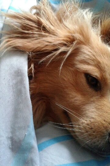 Causes and Cures for Dehydration in Dogs