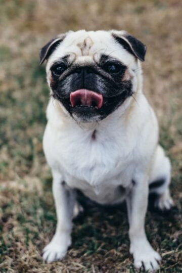 4 Health Tips for Raising a Smug Pug