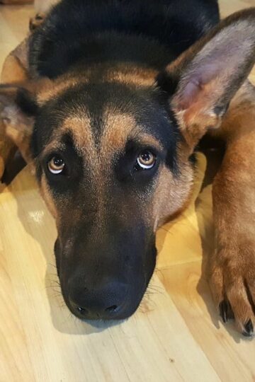 Tips to Help Your Dog’s Fear of Fireworks