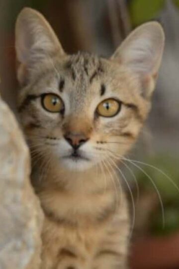Home Care Considerations When You Own an Outdoor Cat