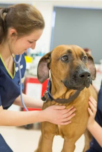 How to Choose a Vet in Abbotsford