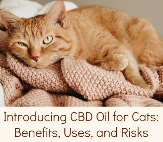 Introducing CBD Oil for Cats Benefits, Uses, and Risks Miss Molly Says