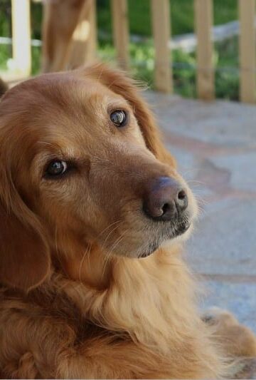 Make Every Day the Dog's Day 4 Ways to Cater to Your Retriever