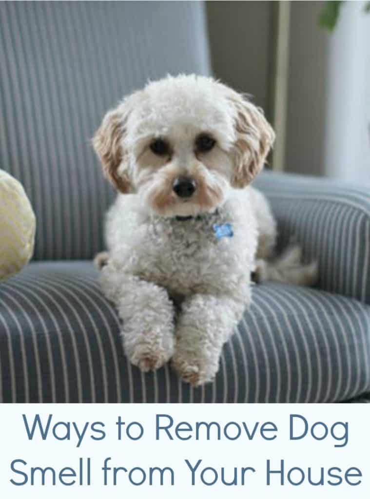 Ways to Remove Dog Smell from Your House Miss Molly Says
