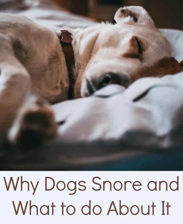 Why Dogs Snore and What to do About It Miss Molly Says