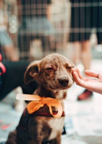 10 Solid Reasons to Adopt a Pet