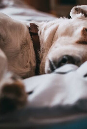 Why Dogs Snore and What to do About It