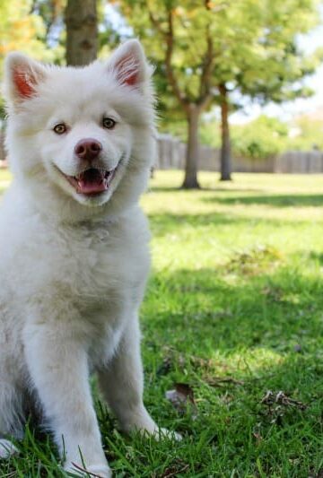 What You Need to Know About Tick Diseases in Dogs