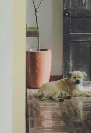 5 Upgrades to Make Your Home More Pet Friendly