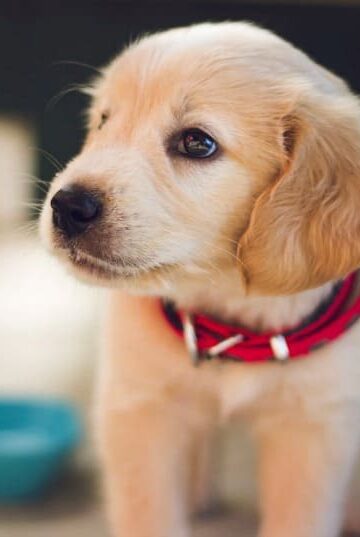 Adoption Day? 4 Items to Buy as Soon as You Get Your New Dog