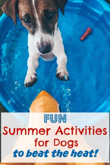 Fun Summer Activities for Dogs to Beat the Heat #SpotShot
