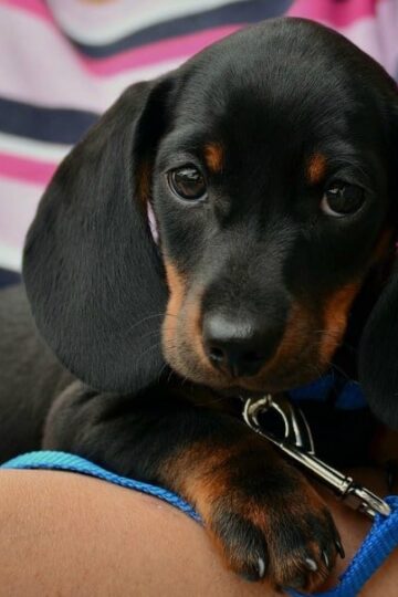 How to Handle Dander Sensitivity When You Own a Dog