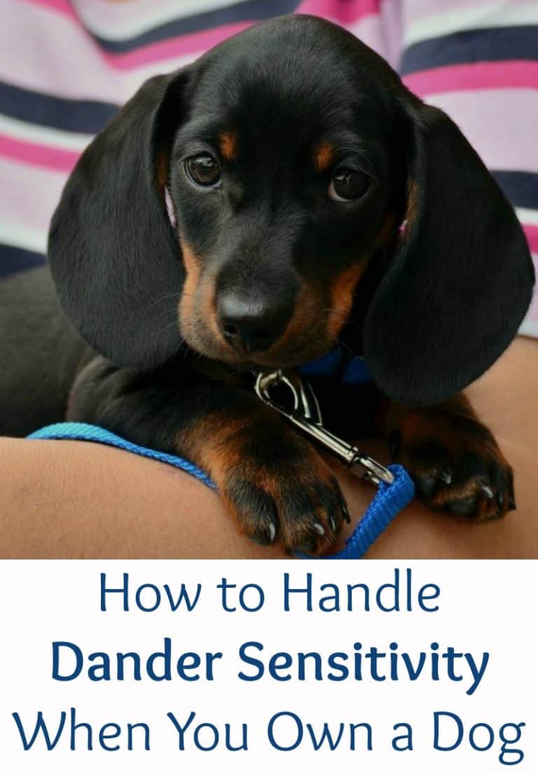 How to Handle Dander Sensitivity When You Own a Dog Miss Molly Says