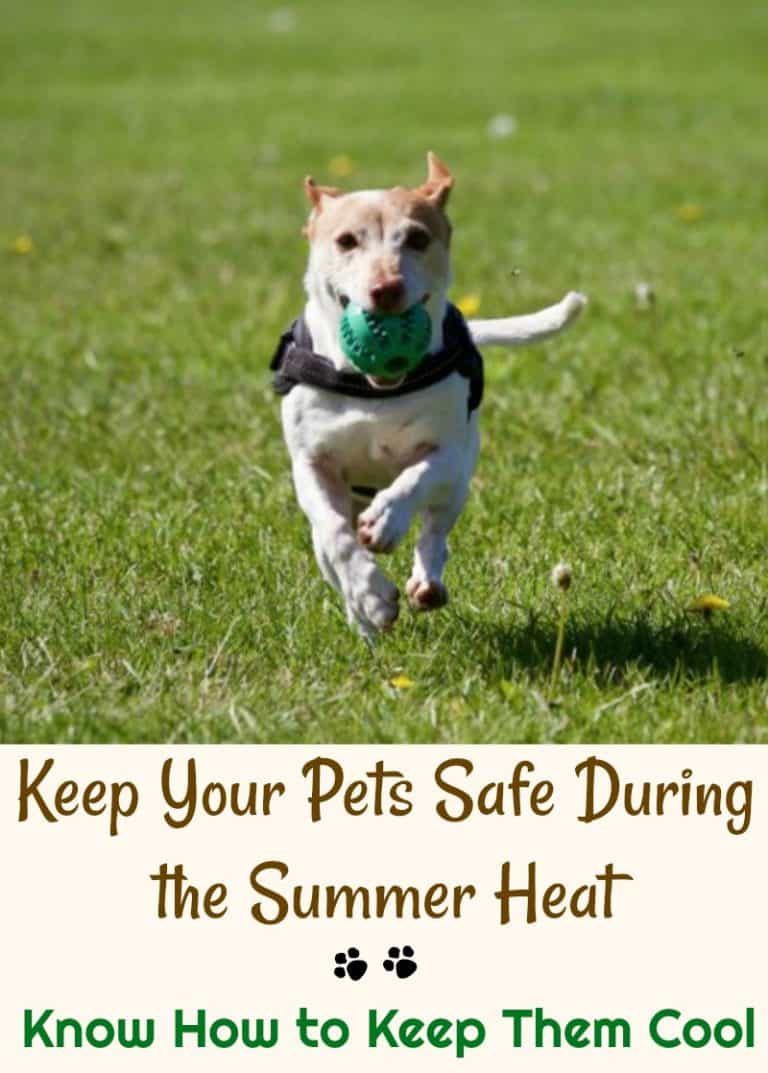 Keep Your Pets Safe During the Summer Heat—Know How to Keep Them Cool ...