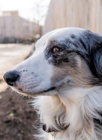 3 Types of Fences to Consider for Keeping Your Dog Safe and Contained