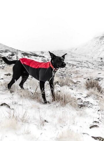 4 Tips for Keeping Your Dog Safe in Extreme Weather