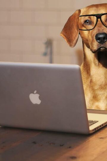 A Guide For Dogs To Create Their Own Blog