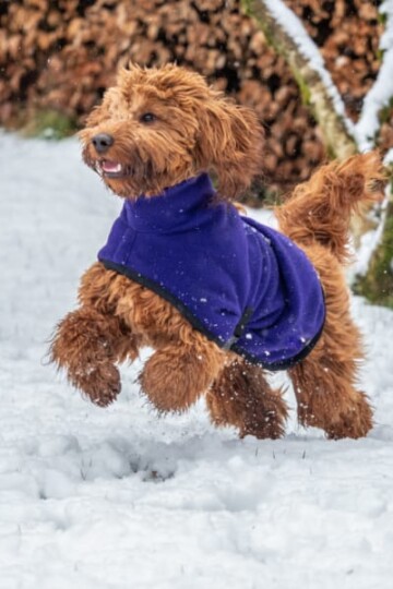 Cockapoo wearing a blue coat running through the snow