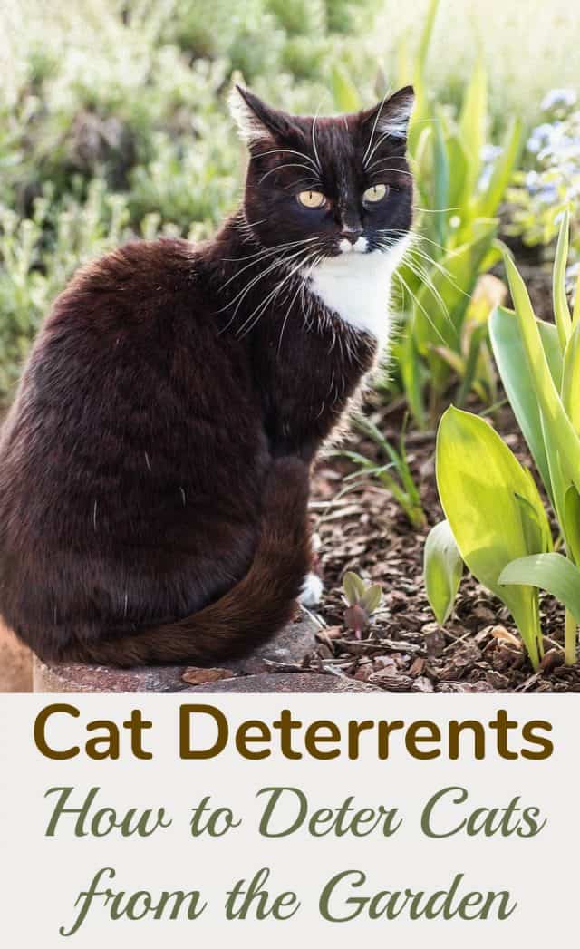 Cat Deterrents How to Deter Cats from the Garden