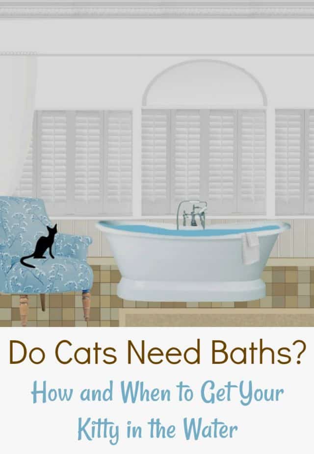 Do Cats Need Baths? How and When to Get Your Kitty in the Water