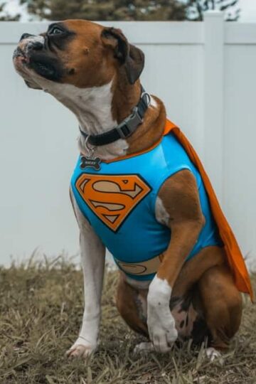 Dog Jobs: 4 Careers You Didn’t Know a Dog Could Have