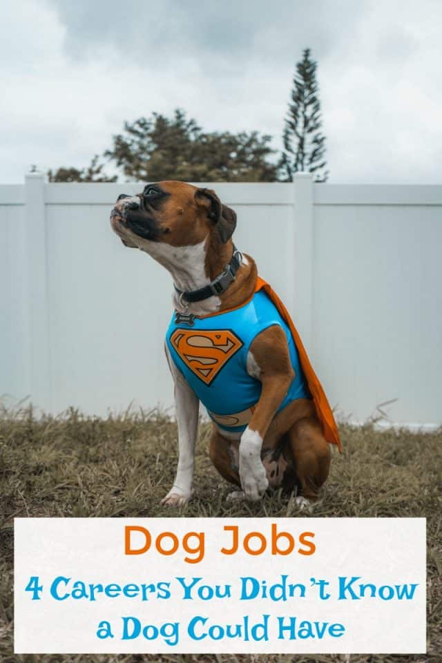 Dog Jobs 4 Careers You Didn’t Know a Dog Could Have Miss Molly Says
