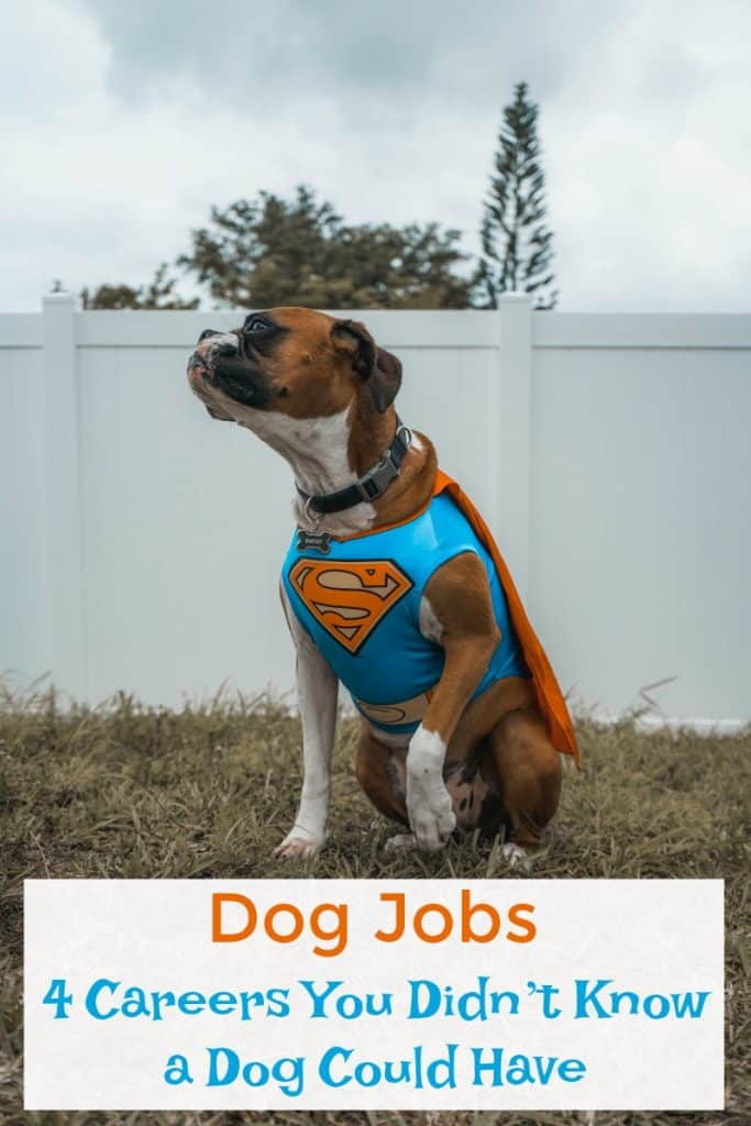 Dog Jobs 4 Careers You Didn’t Know a Dog Could Have Miss Molly Says