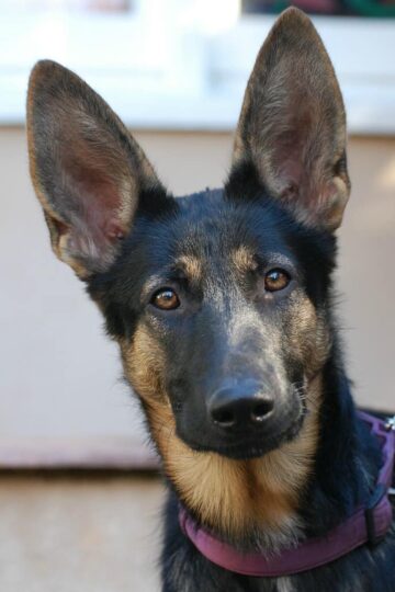 Benefits of Neutering and Spaying Your Pet