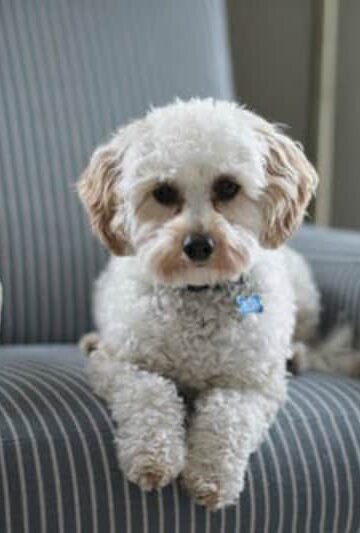 How to Protect Furniture from Dogs
