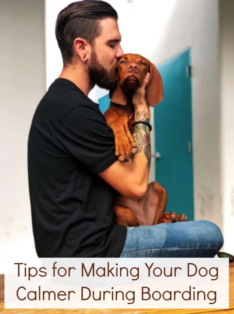Tips for Making Your Dog Calmer During Boarding