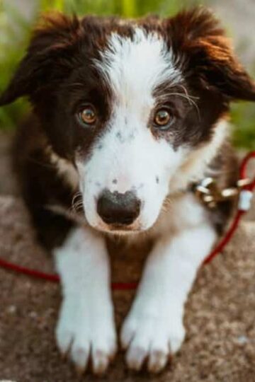 What Nutrients Does Your Dog Need