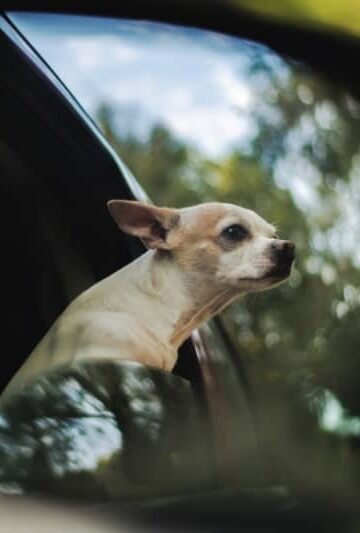What to Do When You Have a Pet Emergency on the Road
