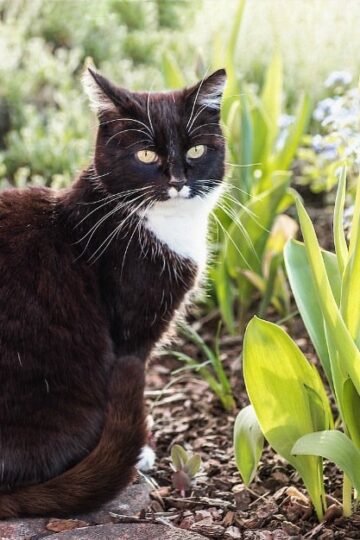 Cat Deterrents: How to Deter Cats from the Garden