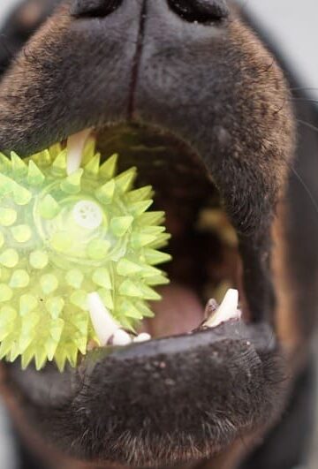4 Pet Accessories Made from Recycled Materials