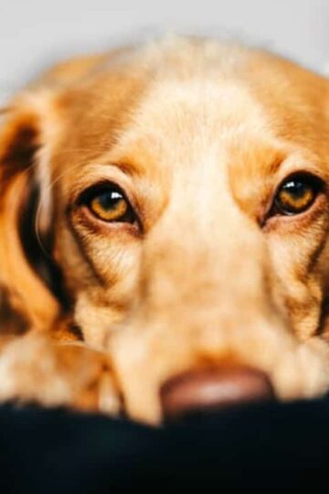 5 Best Pet-Friendly Rugs for a Clean Home