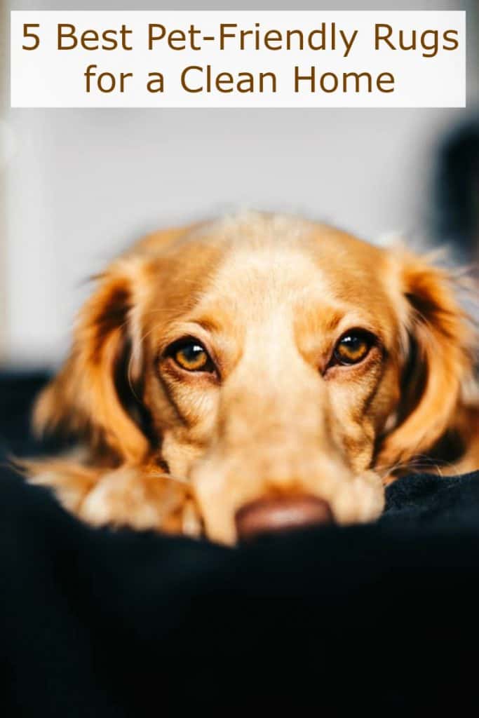 5 Best PetFriendly Rugs for a Clean Home Miss Molly Says