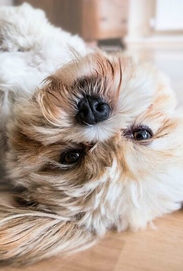 8 Pet Safety Tips for Pet-Proofing Your Home