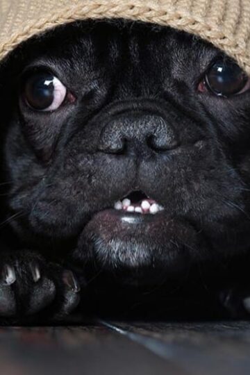 CBD Oil for Dogs: Keep Your Anxious Pet Calm