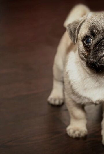 Dogs and Flooring How to Care for Different Flooring Types After Doggie Wear and Tear