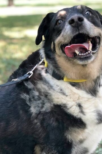 Protect Your Dog with a GPS Dog Tracker & Activity Monitor from Fi!