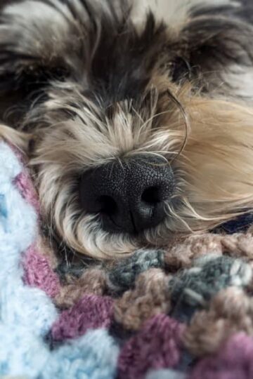 Got Pets? 4 Ways to Deal with the Dander