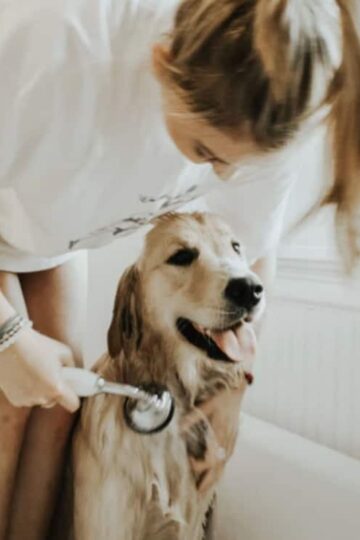 Pet Proof Your Pipes: 4 Plumbing Tips for Pet Owners