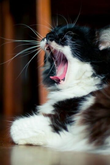 What to Do if Your Cat Has Asthma