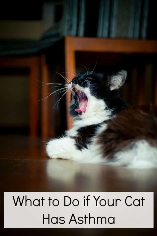 What to Do if Your Cat Has Asthma Miss Molly Says