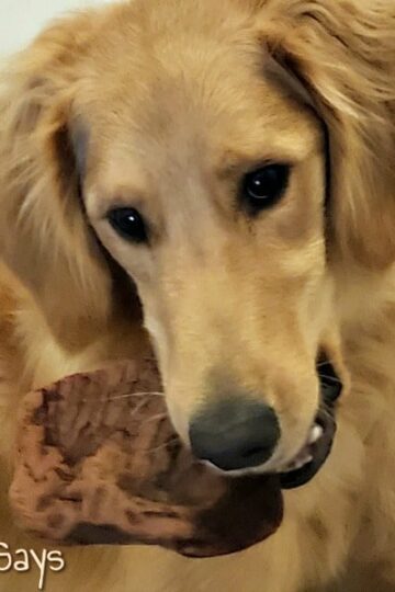 Keeping Your Aggressive Chewers Busy with Root Chews