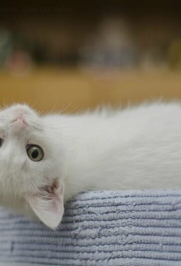 Getting Kittens During the Adopting Crisis? 4 Steps to Prepare Your Home
