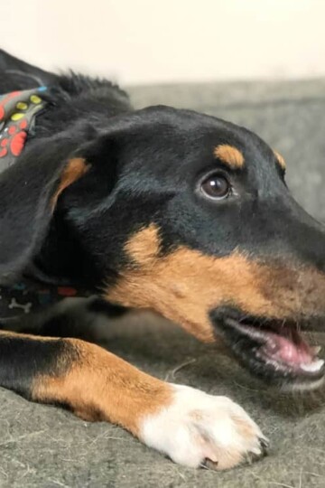 The Best All-Natural Dog Chews from Pawstruck #dogchews #bullysticks #naturaldogtreats