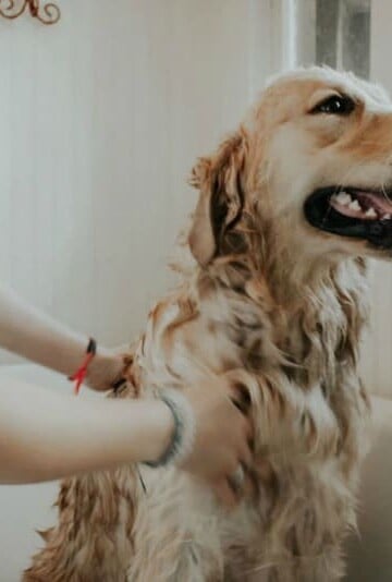 5 Pup-Pleasing Plant-Based Pet Care Must-Haves