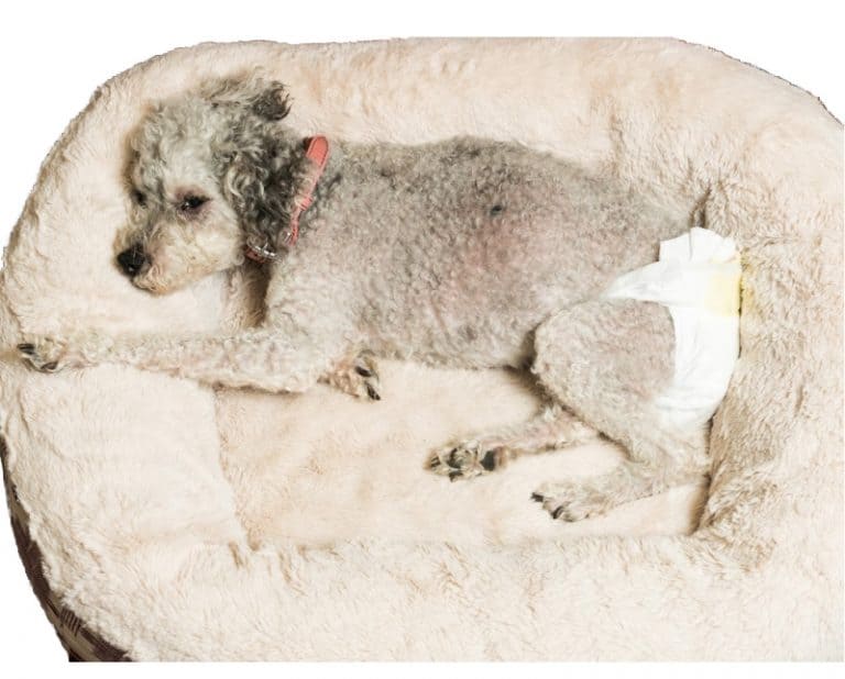 What Causes Sleep Incontinence in Dogs and How to Manage It Miss