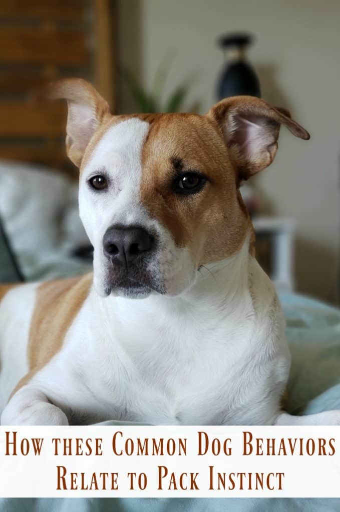 How these Common Dog Behaviors Relate to Pack Instinct Miss Molly Says